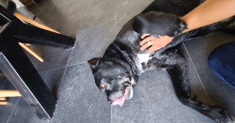 cindy pet sitter à RABASTENS 81800_6