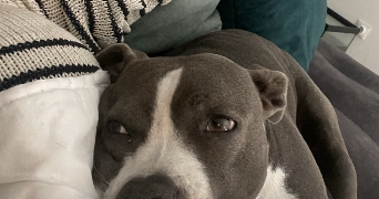 camille pet sitter à BAILLEUL 59270_3