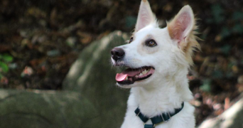 emmy pet sitter à RENNES 35000_1