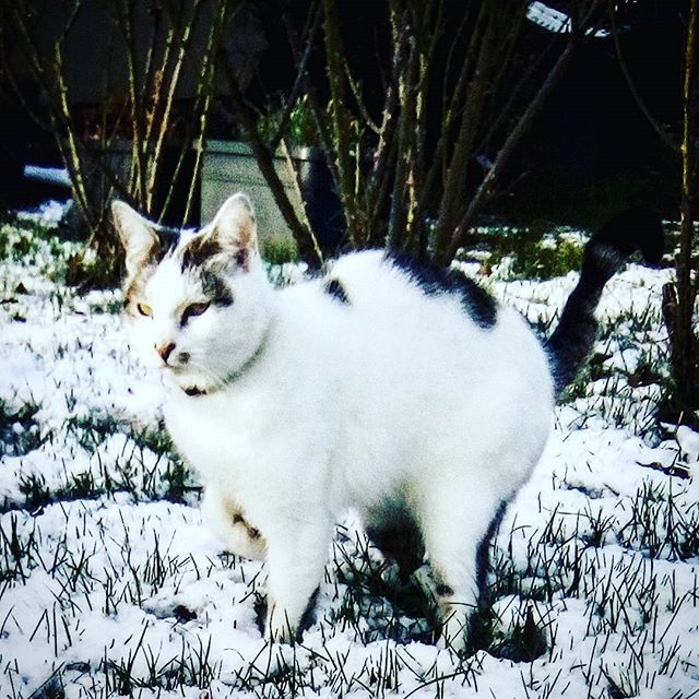 vincent pet sitter à Mandres 27130_1