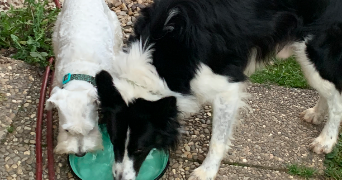 constance pet sitter à STRASBOURG 67000_2