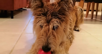 laetitia pet sitter à VERON 89510_0