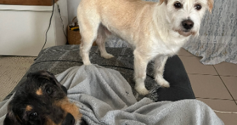 lou pet sitter à RENNES 35000_7