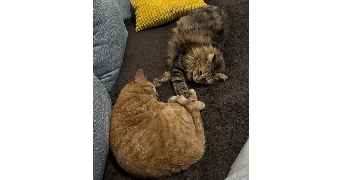 lisa pet sitter à ST MAURICE L EXIL 38550_1
