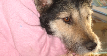 astrid pet sitter à PARIS 07 75007_5