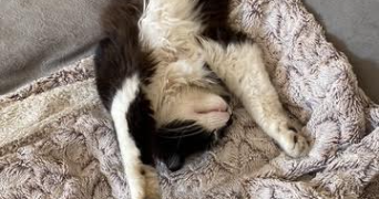 cabellic pet sitter à LINAS 91310_1