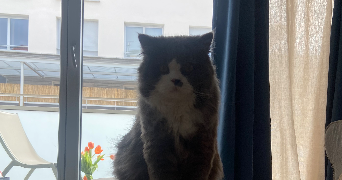 flavie pet sitter à BLAGNAC 31700_1