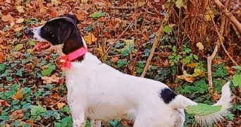 alexandra pet sitter à JUSSY 02480