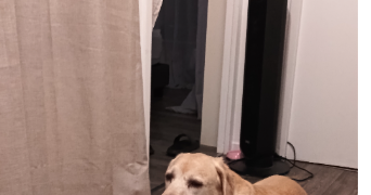 lana pet sitter à CRETEIL 94000_1