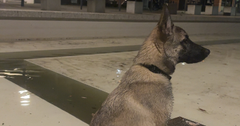 lora pet sitter à TOULOUSE 31200_1