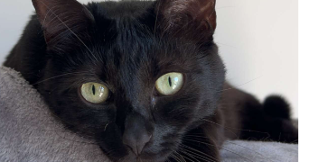 océane pet sitter à NEUVILLE DE POITOU 86170_1