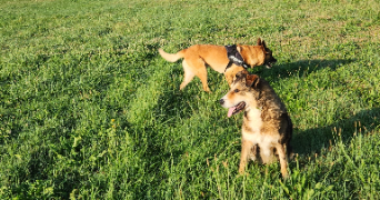 maeva pet sitter à LUMBIN 38660_0