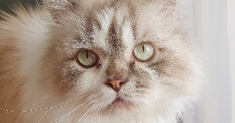kari pet sitter à ST CHRISTOL 84390_8