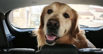 jean charles  dog sitter à GEX 01170_1