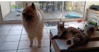 stéphanie pet sitter à MORTAGNE SUR SEVRE 85290_2