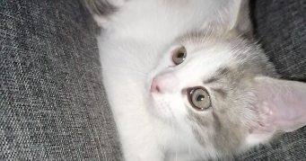melissa  pet sitter à DECINES CHARPIEU 69150_1