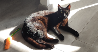 cindy pet sitter à METZ 57050_2