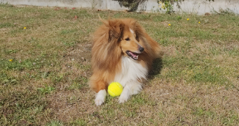 myriam pet sitter à VERN SUR SEICHE 35770_10