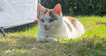 enora pet sitter à Morlaix 29600_0