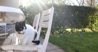 caroline pet sitter à ANTONY 92160_5