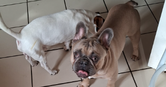 inès dog sitter à LYON 08 69008_3