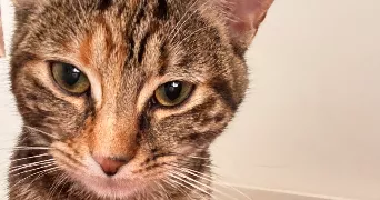 paul michel pet sitter à PARIS 17 75017