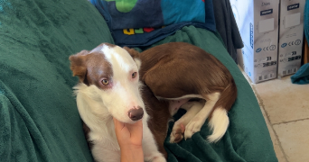 jennie pet sitter à ST VALLIER 71230_5