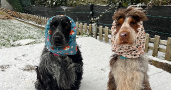 héloïse pet sitter à PERONNE 80200_1