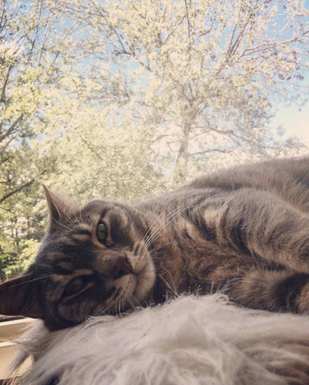 marine pet sitter à Bonne 74380_1