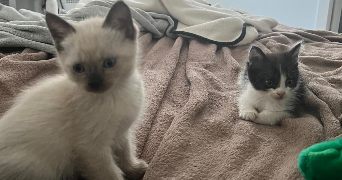 robine pet sitter à AUCAMVILLE 31140_7