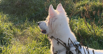 chloe pet sitter à CARPENTRAS 84200_2