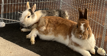 floriane pet sitter à ST BRIEUC 22000_2