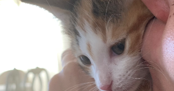 elsa pet sitter à AVIGNON 84000_2