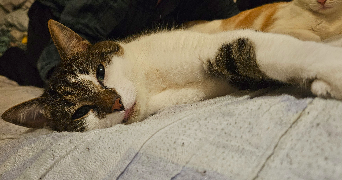 camille pet sitter à DOUAI 59500_0