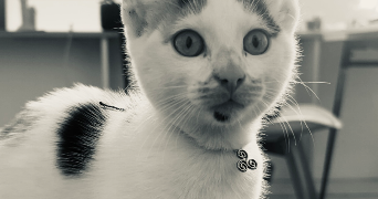 manon pet sitter à PAIMPOL 22500_0