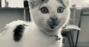 manon pet sitter à PAIMPOL 22500