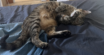 amandine pet sitter à La Chapelle-sur-Erdre 44240_4