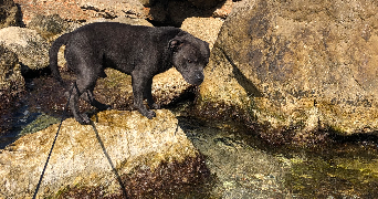 leila pet sitter à MARSEILLE 08 13008_4