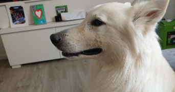 elodie pet sitter à SILLINGY 74330_3