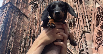 celia pet sitter à STRASBOURG 67000_2