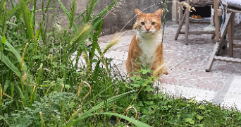 estelle pet sitter à BORDEAUX 33000_4