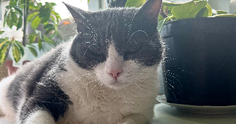 maeva pet sitter à BREST 29200_5