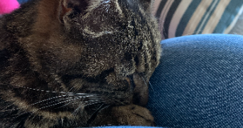loélia pet sitter à HAUTE GOULAINE 44115_3