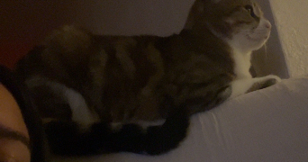 sarah pet sitter à Lyon 69003_6