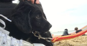 charlotte pet sitter à POITIERS 86000_1