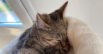 emma pet sitter à PONTIVY 56300_0