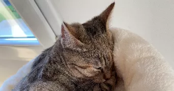 emma pet sitter à PONTIVY 56300