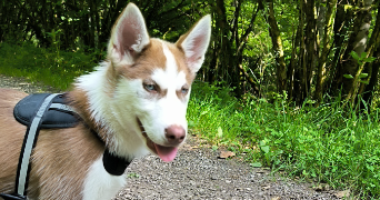 ambre pet sitter à MONTGESOYE 25111_2