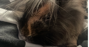 sofia pet sitter à LE BOURGET 93350_9