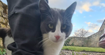 jeremy pet sitter à GRAINVILLE LANGANNERIE 14190_5